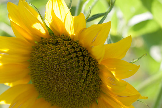 Green Yellow Sunflower Bloom Flower Floral Canvas Art Wall Picture Or Gloss Print