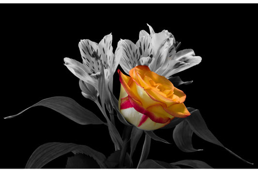 Grey Black Orange Flower Flowers Canvas Art Wall Picture Or Gloss Print