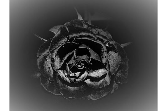 Grey Black Rose Flower Flowers Canvas Art Wall Picture Or Gloss Print