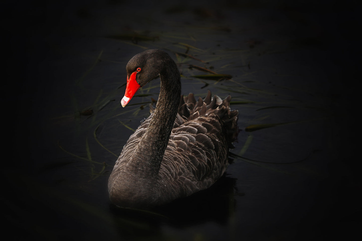 Grey Black Swan Water Animal Wildlife Canvas Art Wall Picture Or Gloss Print