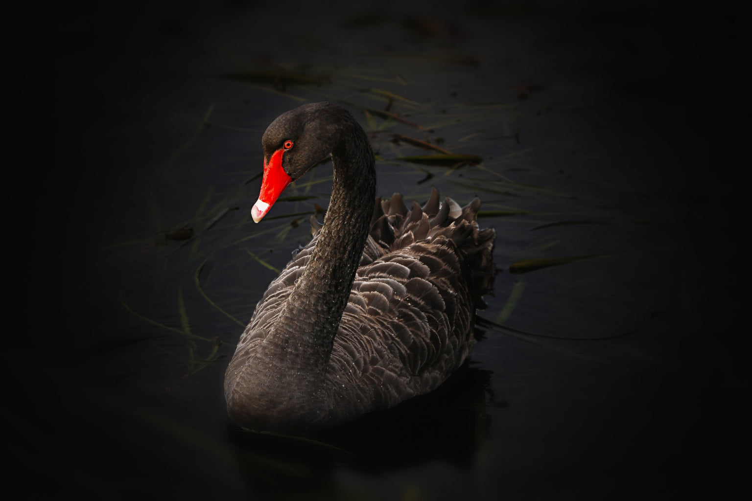 Grey Black Swan Water Animal Wildlife Canvas Art Wall Picture Or Gloss Print