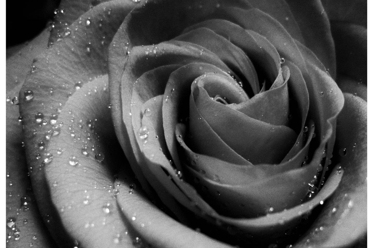 Grey Black White Rose Flower Floral Canvas Art Wall Picture Or Gloss Print