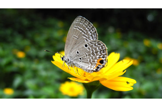 Grey Butterfly Yellow Flower Canvas Art Wall Picture Or Gloss Print