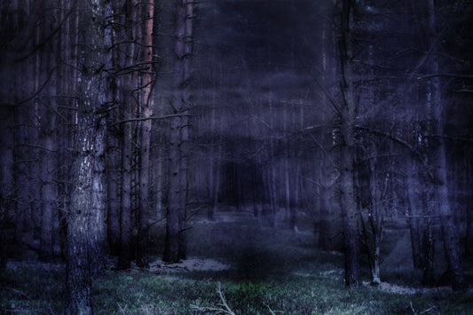 Grey Dark Woods Trees Canvas Art Wall Picture Or Gloss Print