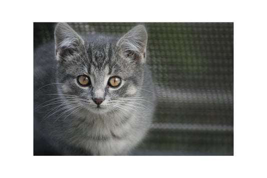 Grey Kitten Cat Animal Canvas Art Wall Picture Or Gloss Print