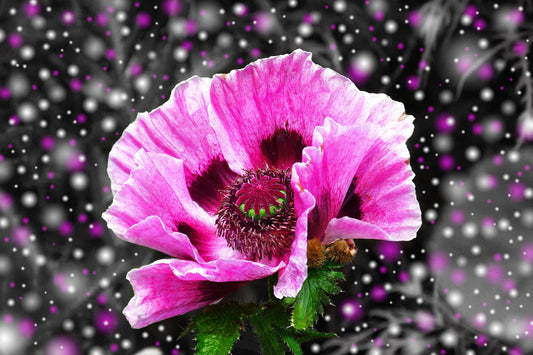 Grey Pink Purple Poppy Flower Flowers Floral Canvas Art Wall Picture Or Gloss Print