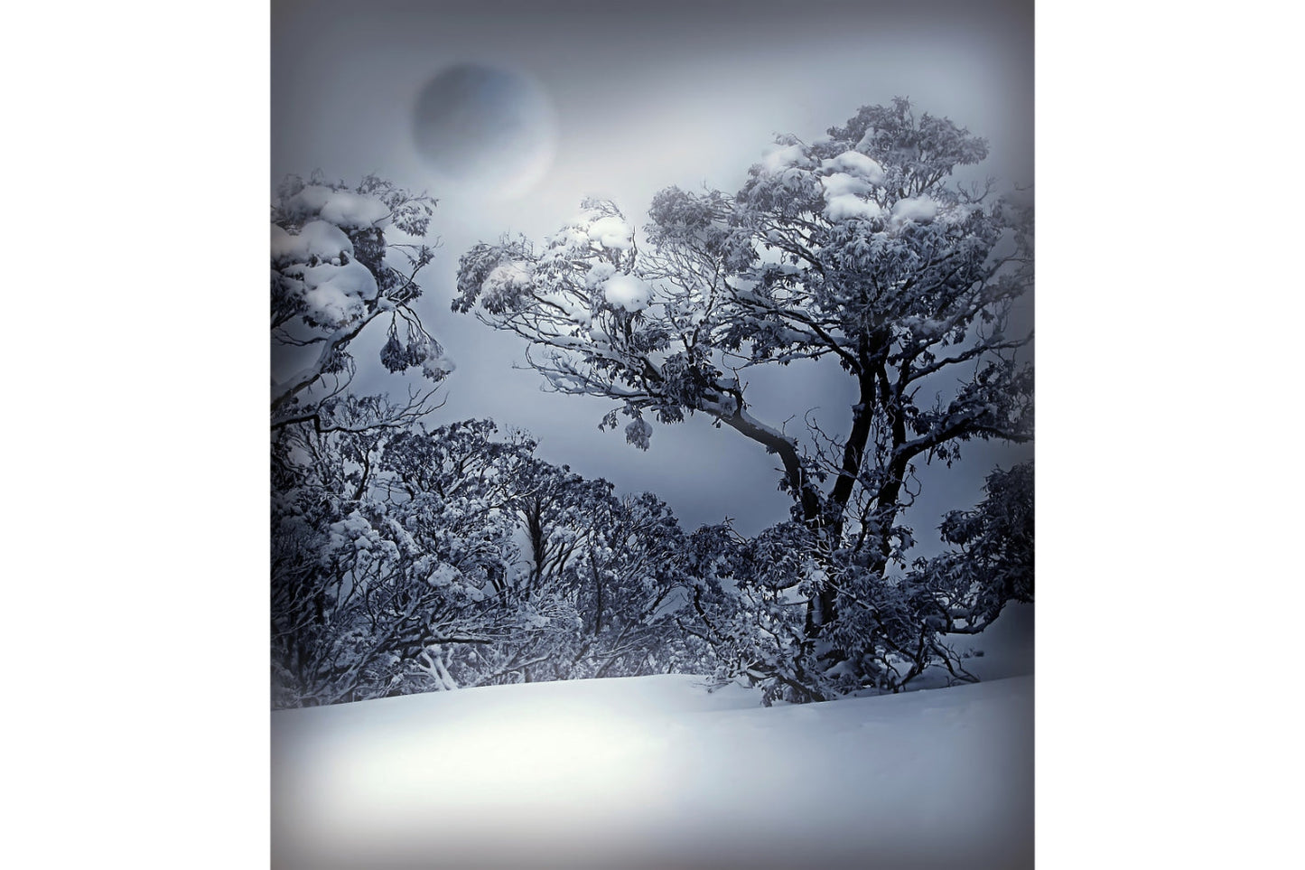 Grey Winter Trees Snow Canvas Art Wall Picture Or Gloss Print