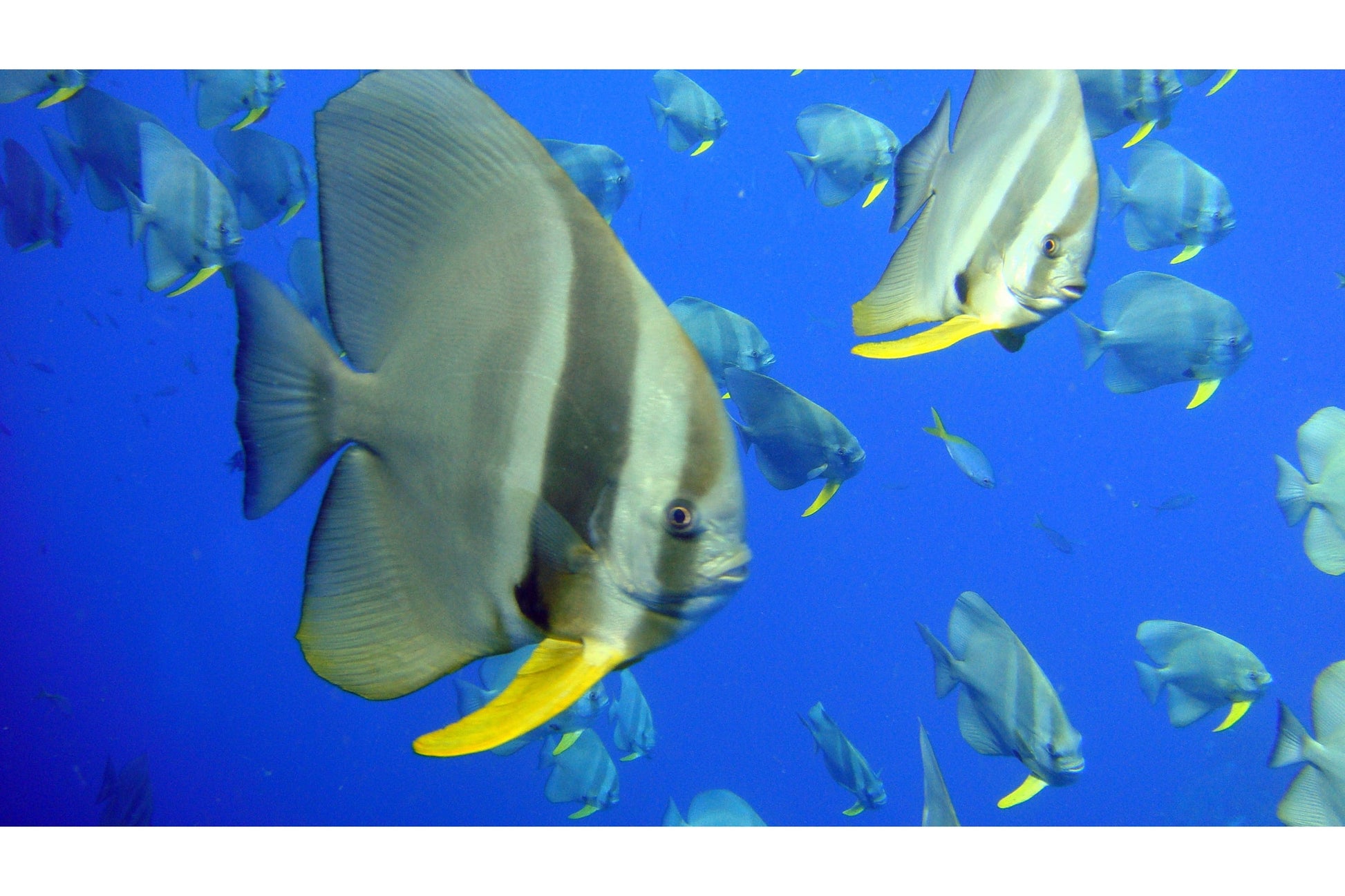 Grey Yellow Tropical Fish Blue Sea Canvas Art Wall Picture Or Gloss Print