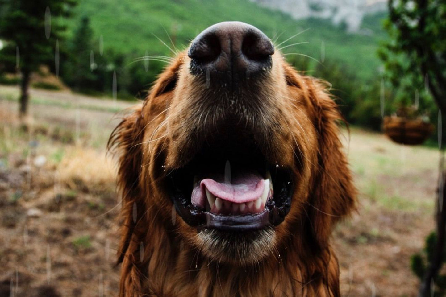 Happy Dog Close Up Animal Canvas Art Wall Picture Or Gloss Print