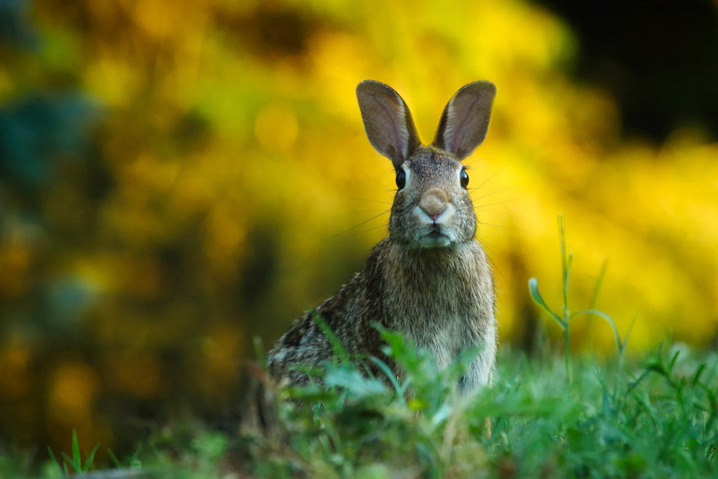 Hare Rabbit Animal Wildlife Green Grass Canvas Art Wall Picture Or Gloss Print