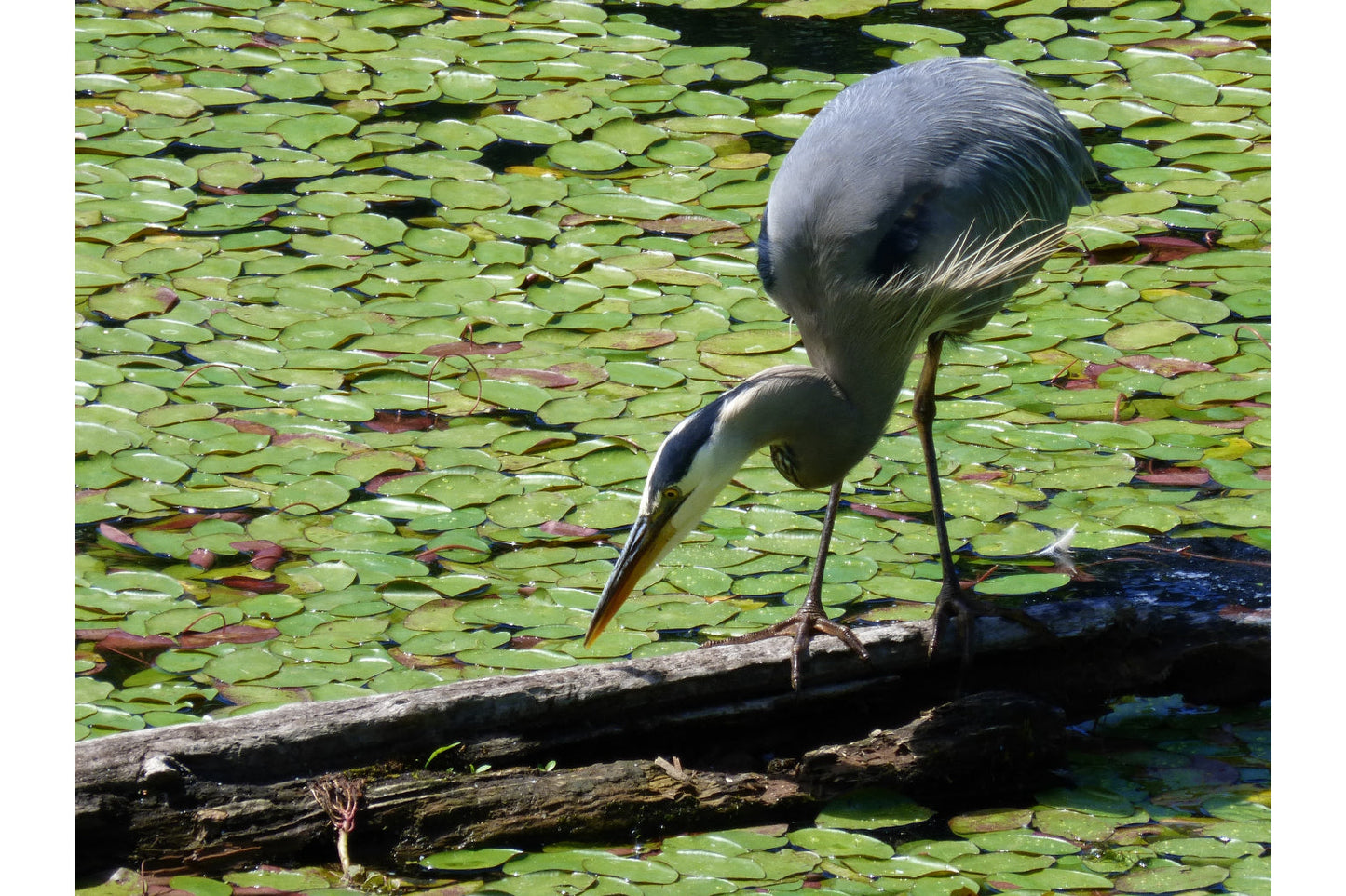 Heron Bird Animal Wildlife Canvas Art Wall Picture Or Gloss Print