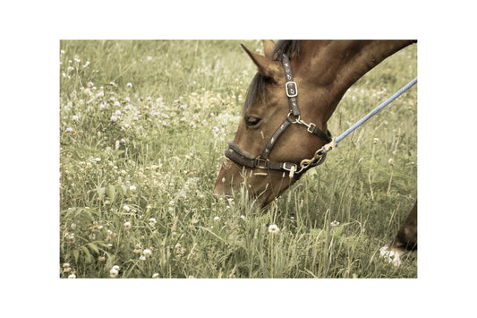 Horse Grazing Animal Canvas Art Wall Picture Or Gloss Print