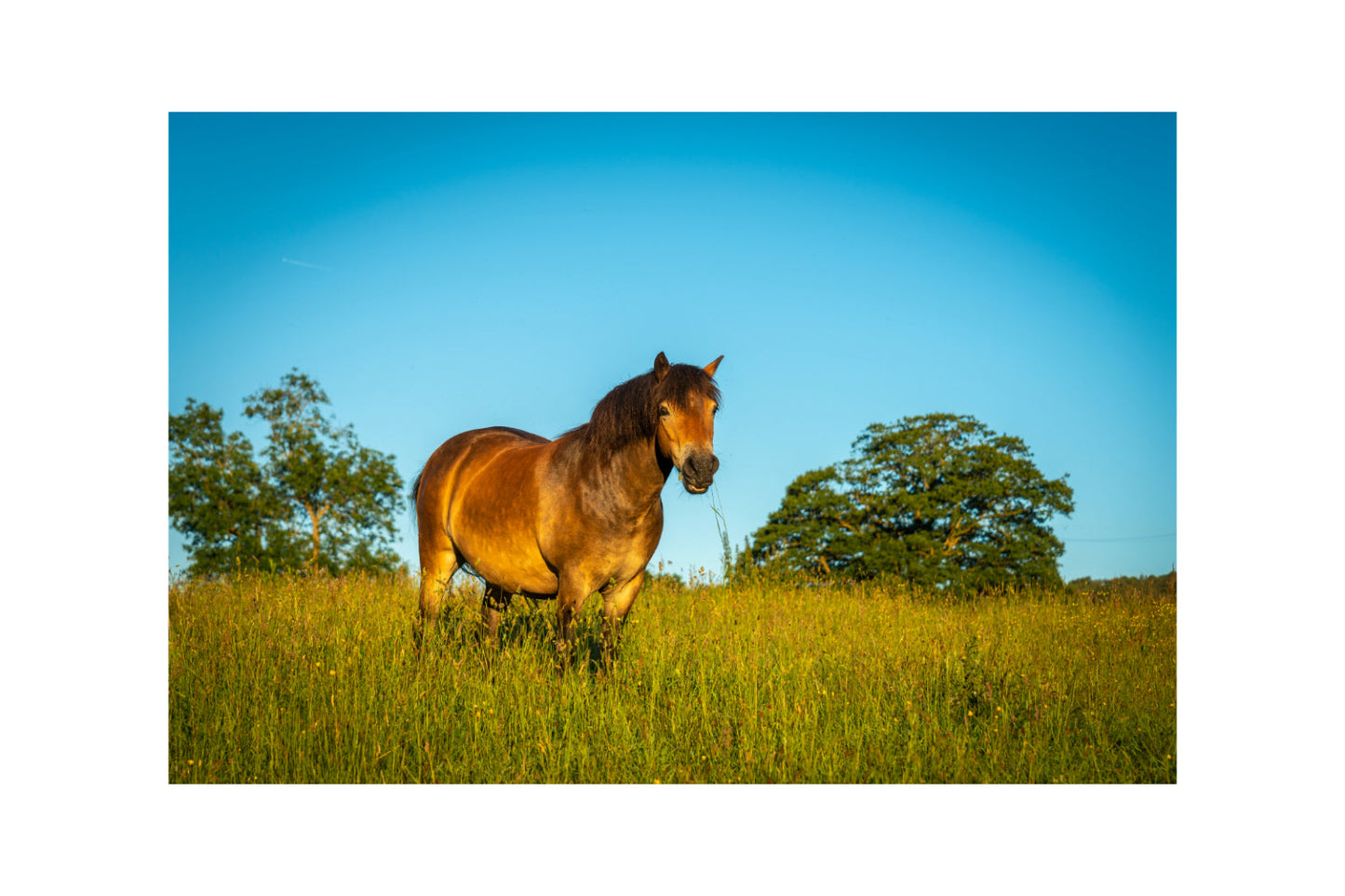 Horse In Green Field Blue Sky Canvas Art Wall Picture Or Gloss Print