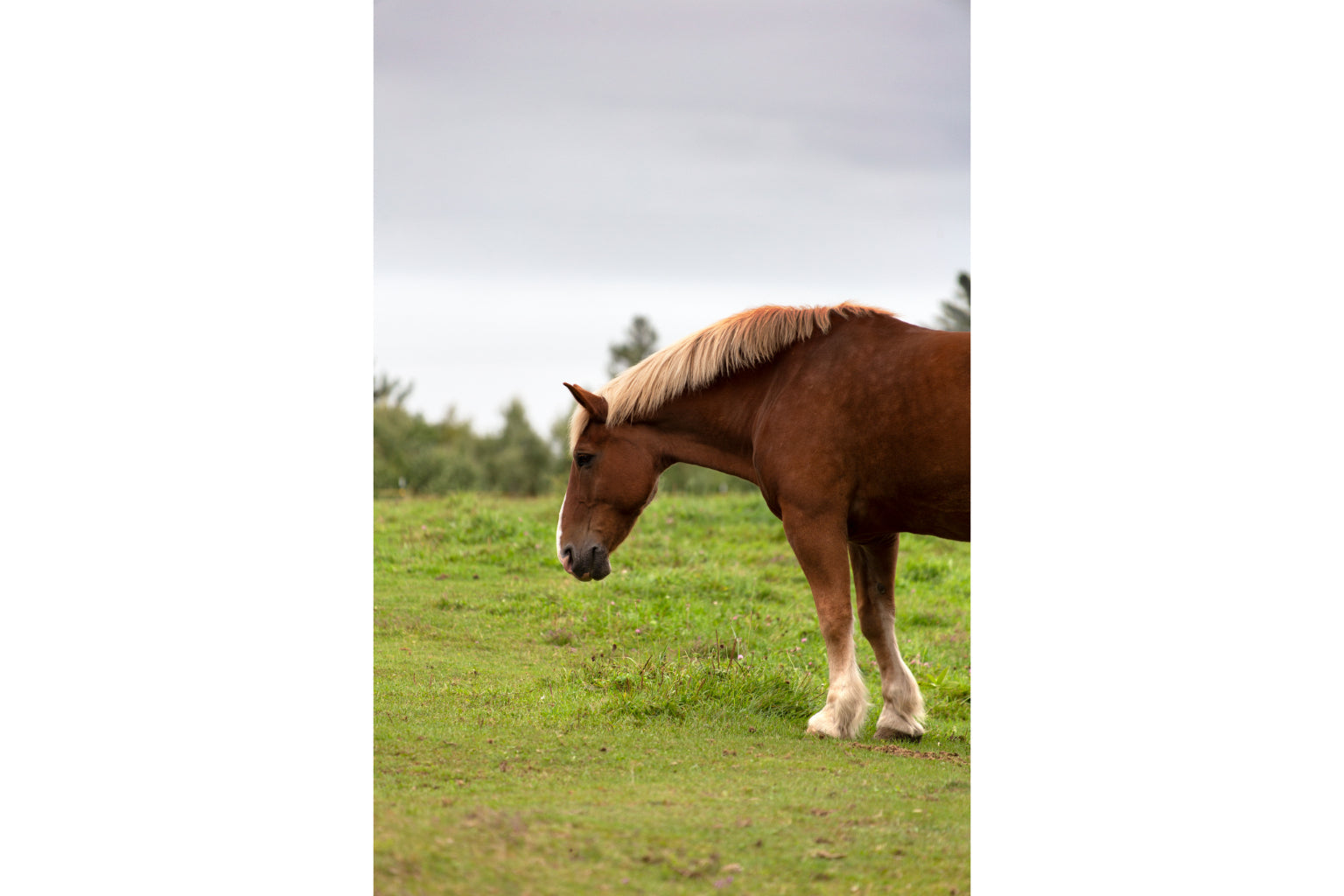 Horse In Pasture Green Animal Wildlife Canvas Art Wall Picture Or Gloss Print