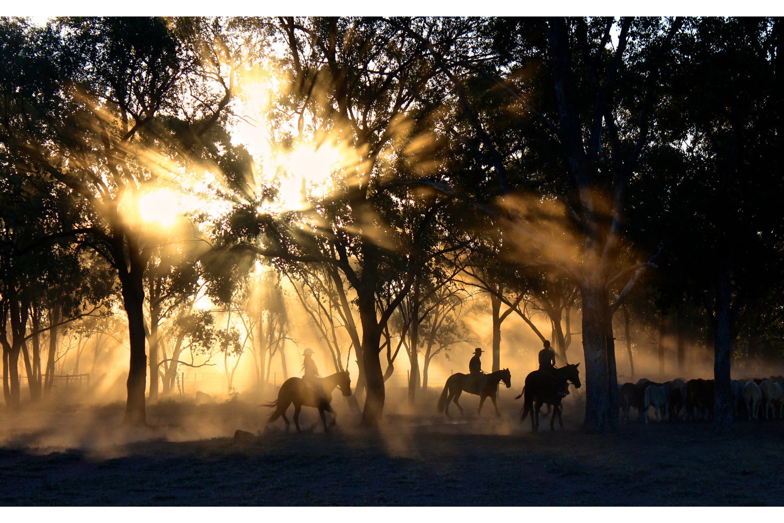 Horse Woods Sunset Forest Canvas Art Wall Picture Or Gloss Print