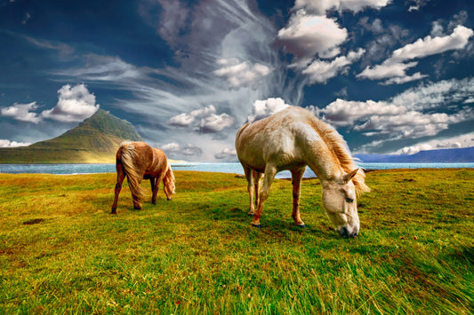 Horses Animal Landscape Blue Green Canvas Art Wall Picture Or Gloss Print