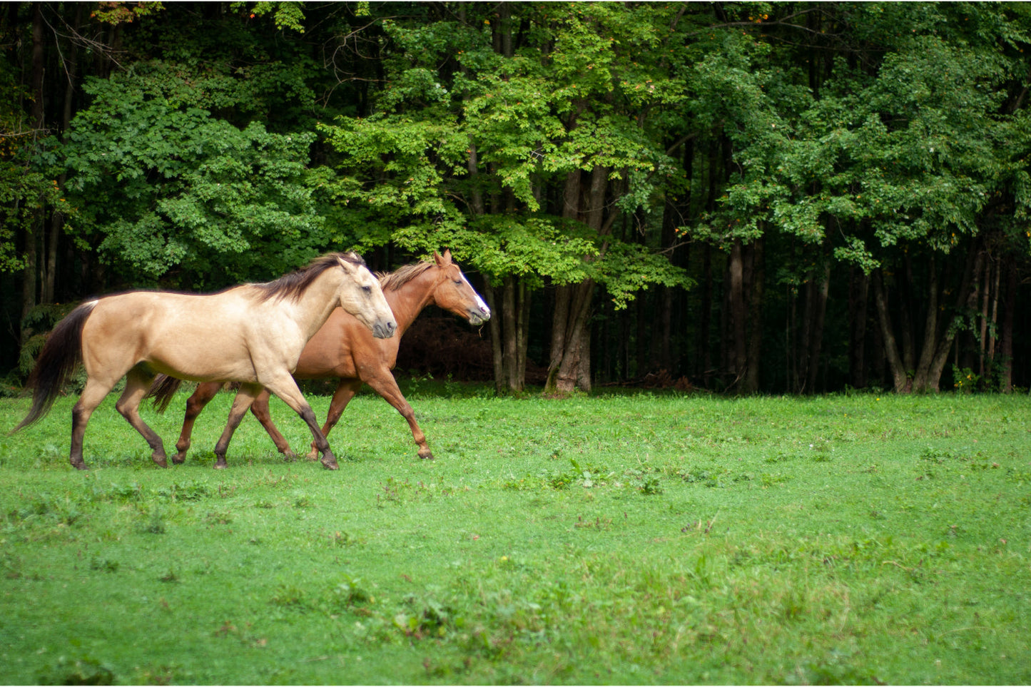 Horses In Green Field Trees Woods Canvas Art Wall Picture Or Gloss Print