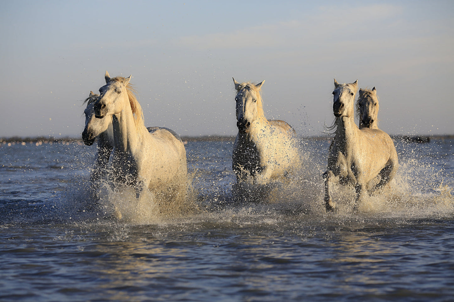 Horses In Sea Animal Wildlife Canvas Art Wall Picture Or Gloss Print