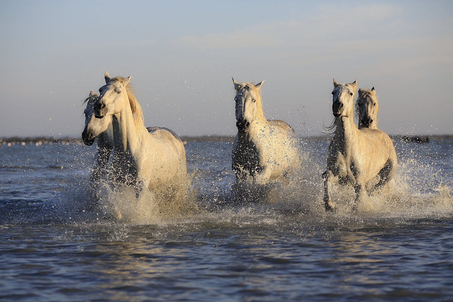 Horses In Sea Animal Wildlife Canvas Art Wall Picture Or Gloss Print