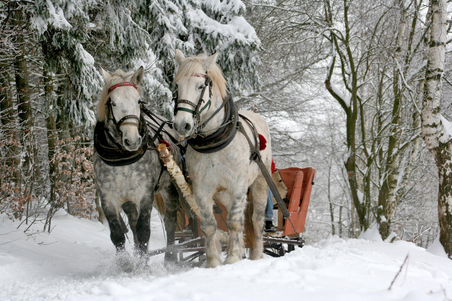 Horses Snow Sleigh Animal Wildlife Canvas Art Wall Picture Or Gloss Print