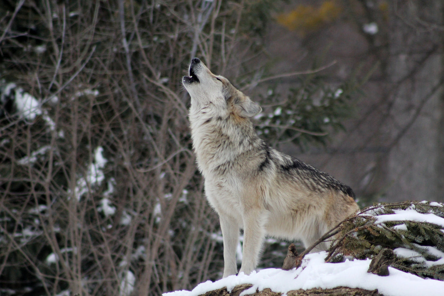 Howling Wolf Animal Wildlife Canvas Art Wall Picture Or Gloss Print