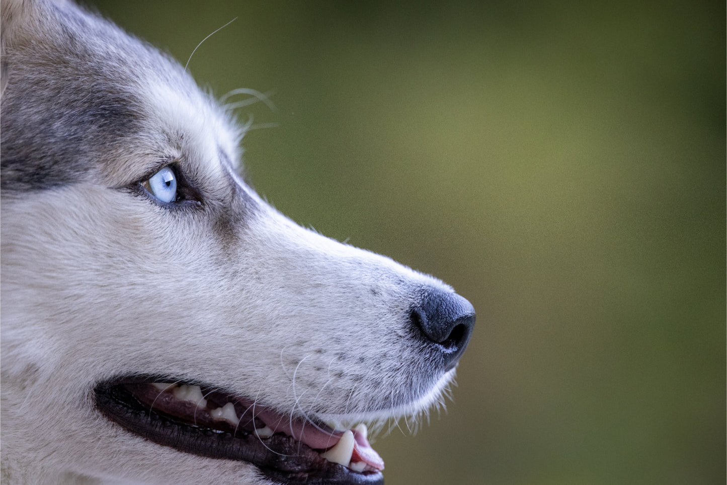 Husky Dog Animal Close Up Wildlife Canvas Art Wall Picture Or Gloss Print