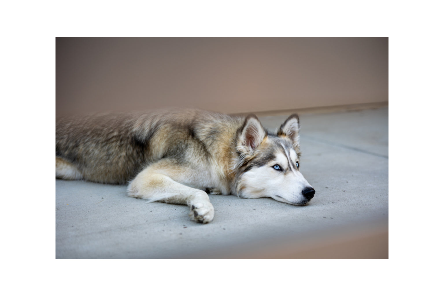 Husky Dog Close Up Animal Canvas Art Wall Picture Or Gloss Print