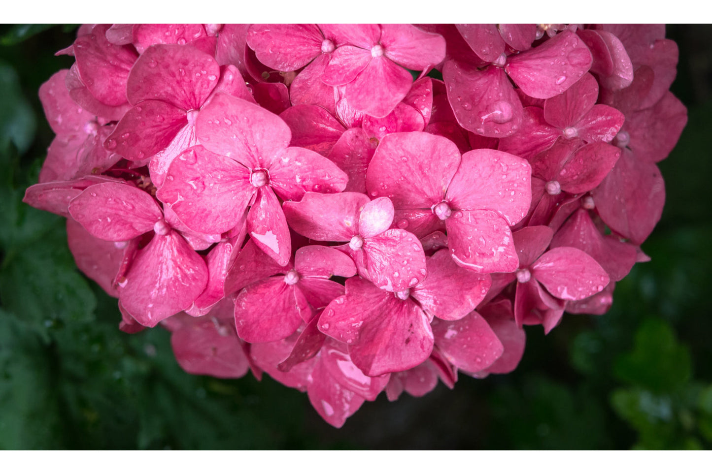 Hydrangea Pink Flower Bloom Flowers Canvas Art Wall Picture Or Gloss Print