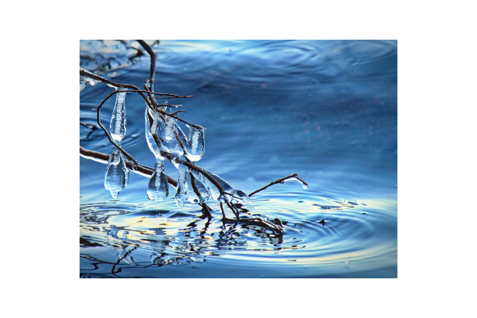 Ice On Tree Branch Water Blue Canvas Art Wall Picture Or Gloss Print