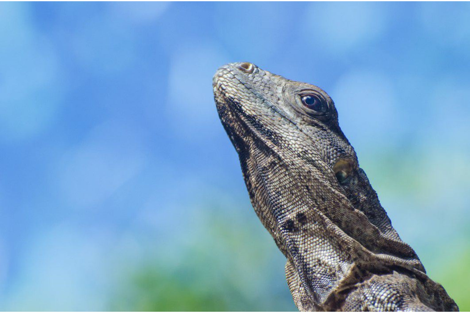 Iguana Lizard Reptile Animal Blue Sky Canvas Art Wall Picture Or Gloss Print