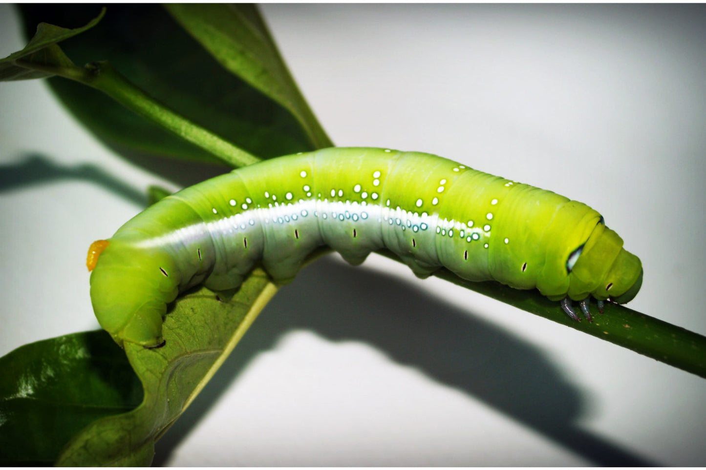 Insect Caterpillar Green Leaf Canvas Art Wall Picture Or Gloss Print