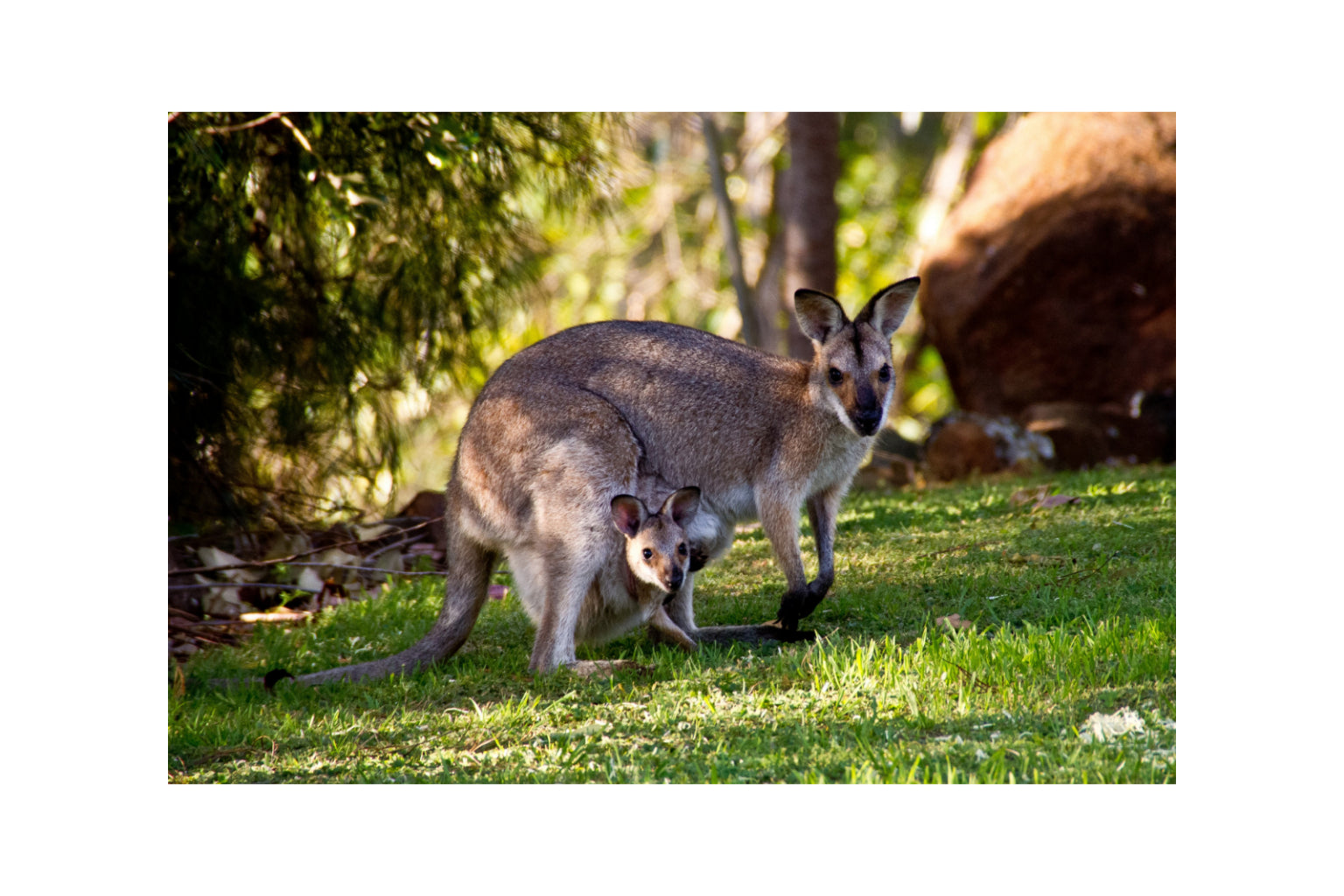 Kangaroo Animal Canvas Art Wall Picture Or Gloss Print