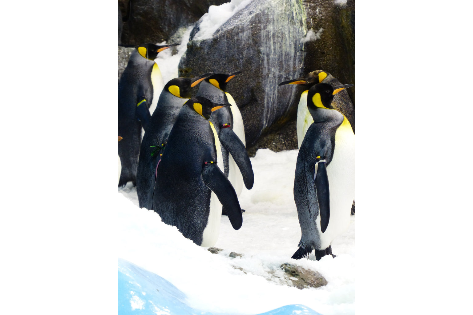 King Penguins Animal Birds Wildlife Canvas Art Wall Picture Or Gloss Print