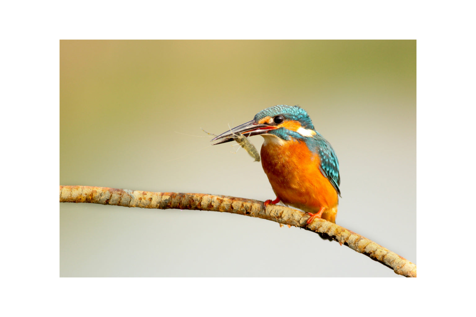 Kingfisher Bird Animal Canvas Art Wall Picture Or Gloss Print