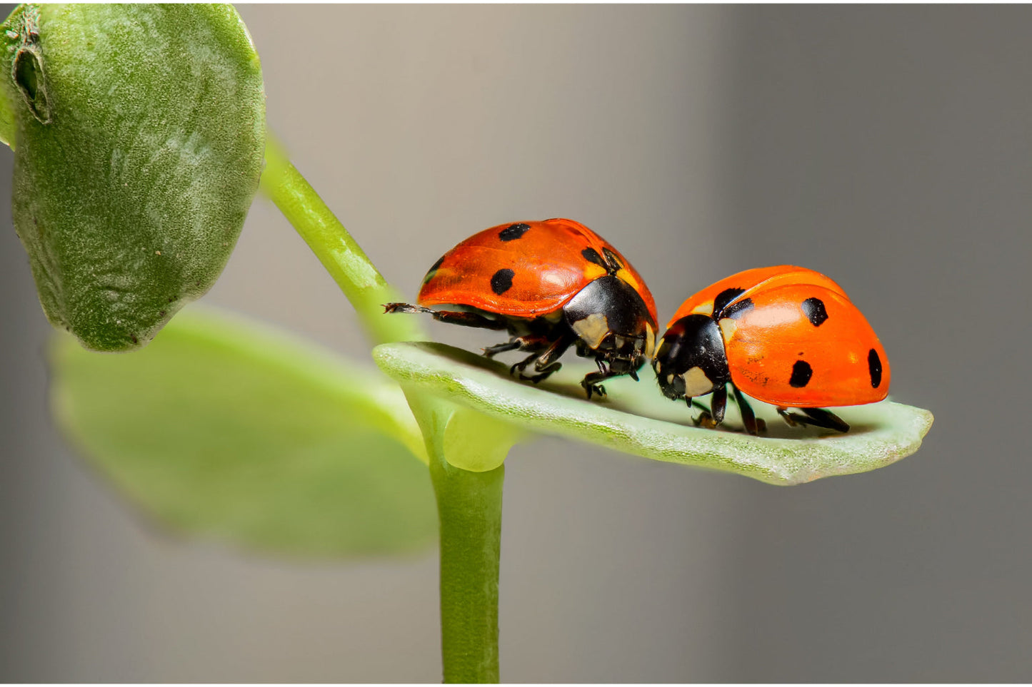 Ladybird Insect Green Leaves Canvas Art Wall Picture Or Gloss Print