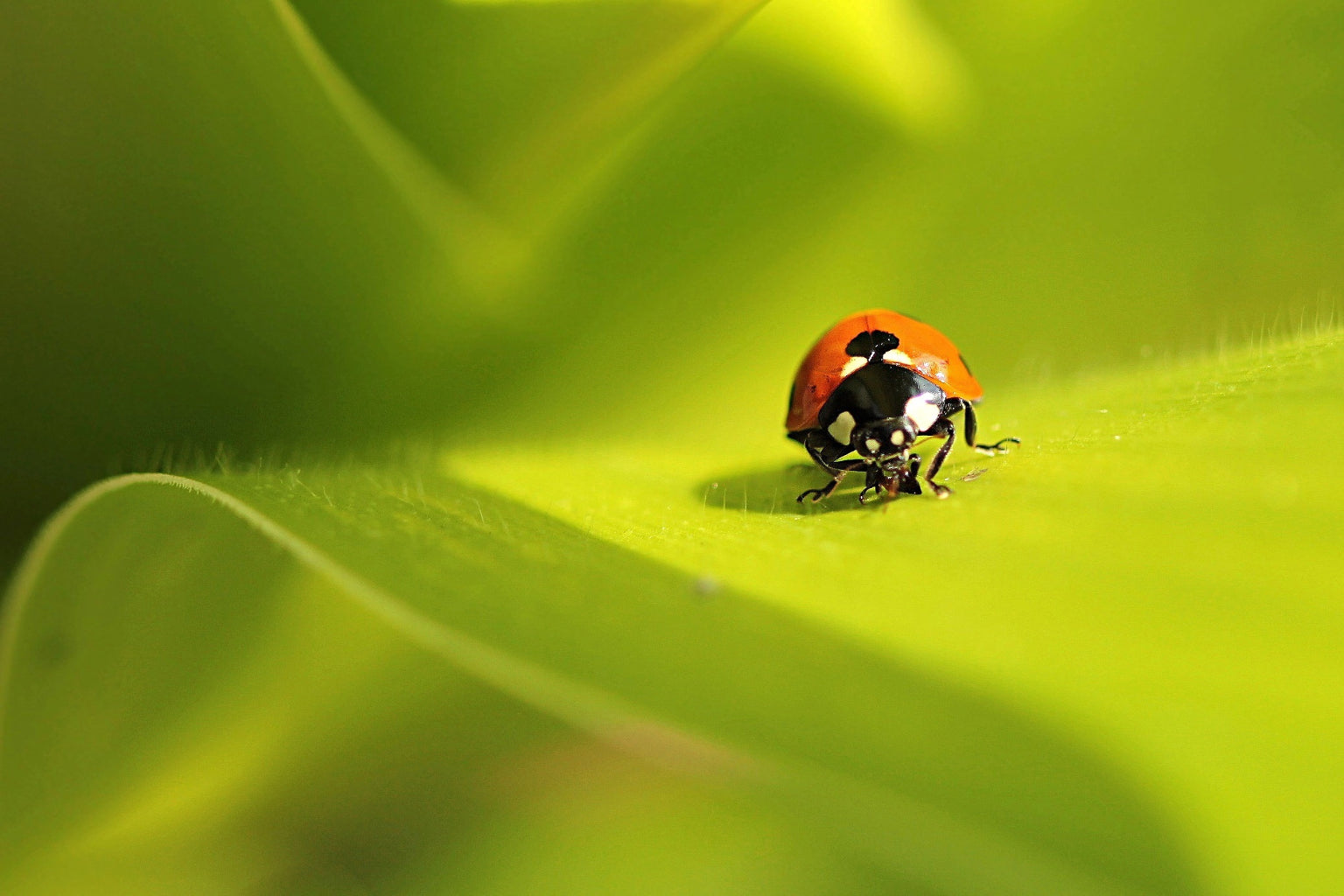 Ladybird On Green Leaf Insect Wildlife Canvas Art Wall Picture Or Gloss Print