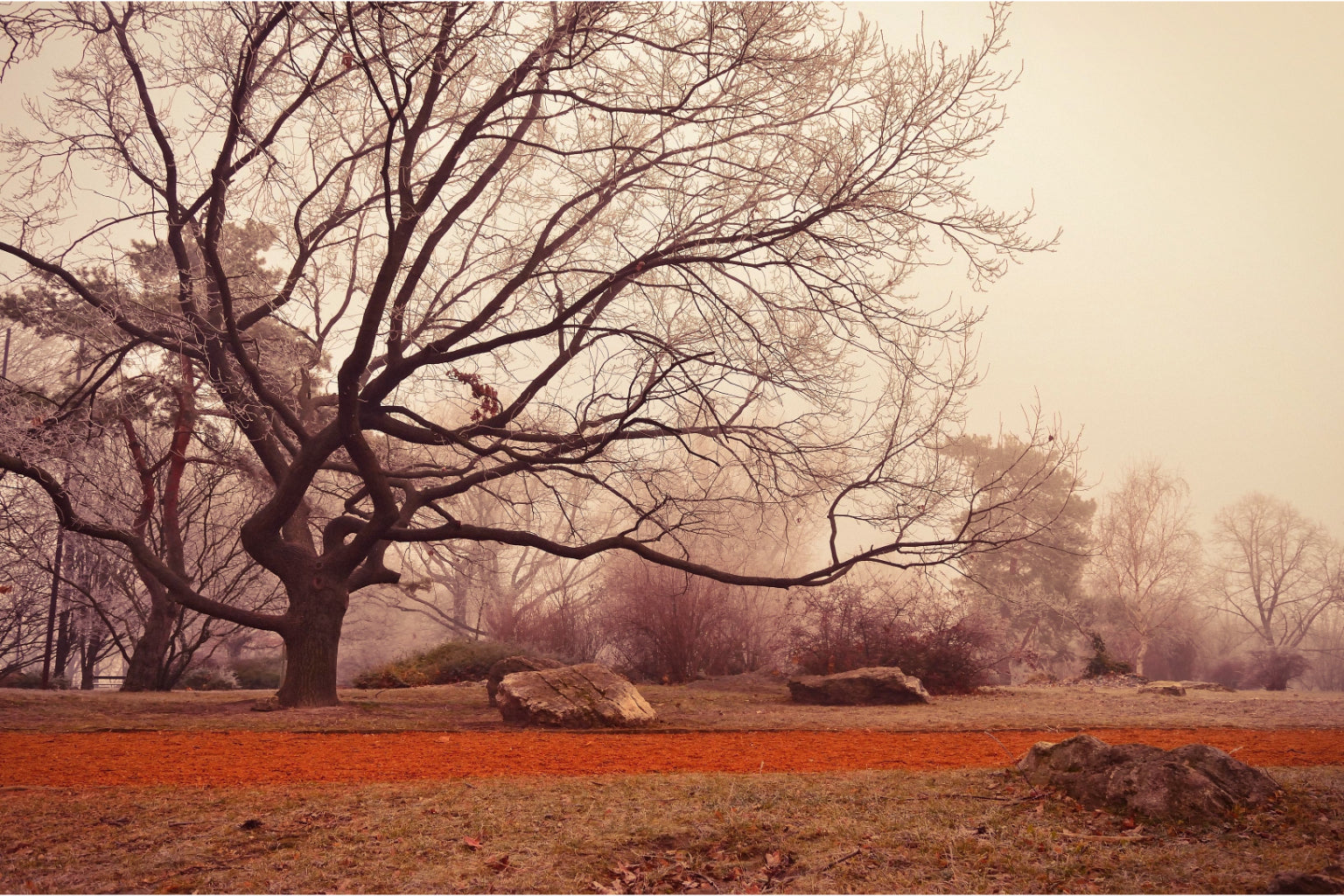 Landscape Winter Tree Woods Canvas Art Wall Picture Or Gloss Print