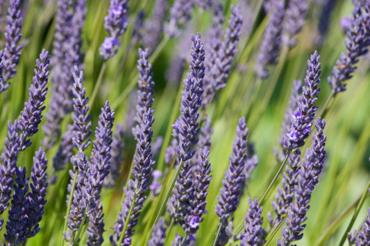 Lavendar Flowers Purple Lilac Canvas Art Wall Picture Or Gloss Print