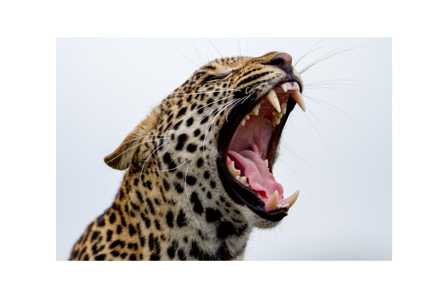 Leopard Big Cat Animal Canvas Art Wall Picture Or Gloss Print