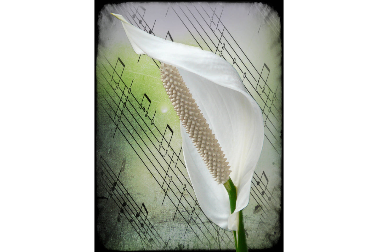 Lilly Flower Green White Flowers Floral Canvas Art Wall Picture Or Gloss Print