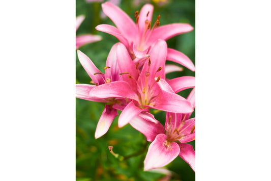 Lilly Pink Flower Flowers Floral Bloom Canvas Art Wall Picture Or Gloss Print