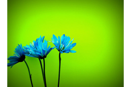 Lime Green Blue Daisy Flowers Canvas Art Wall Picture Or Gloss Print