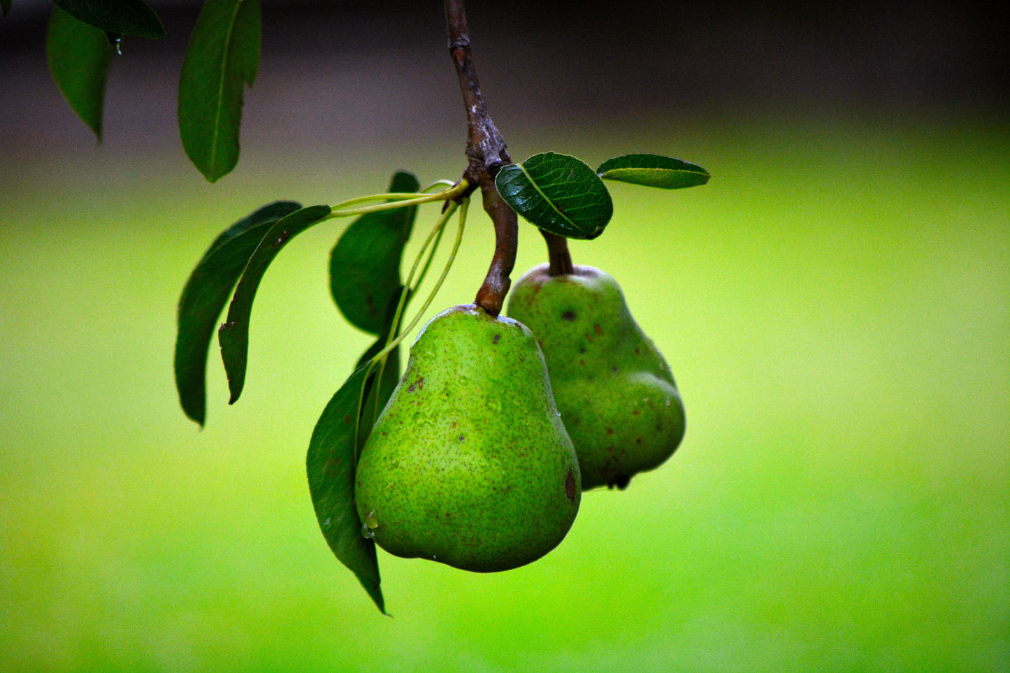 Lime Green Pairs Fruit Kitchen Canvas Art Wall Picture Or Gloss Print