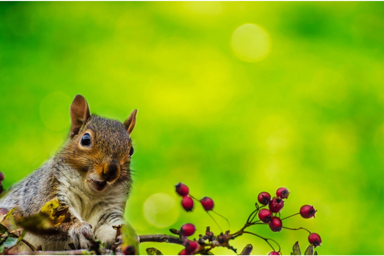 Lime Green Squirel Animal Wildlife Canvas Art Wall Picture Or Gloss Print