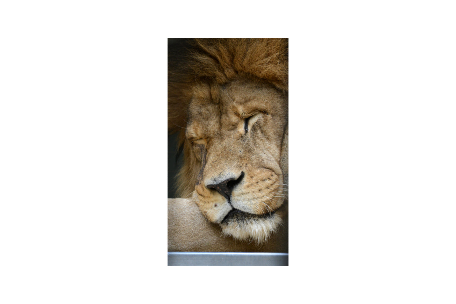 Lion Animal Sleeping Big Cat Canvas Art Wall Picture Or Gloss Print