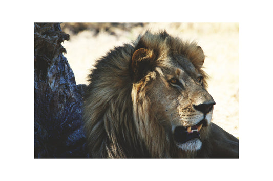 Lion Big Cat Animal Canvas Art Wall Picture Or Gloss Print