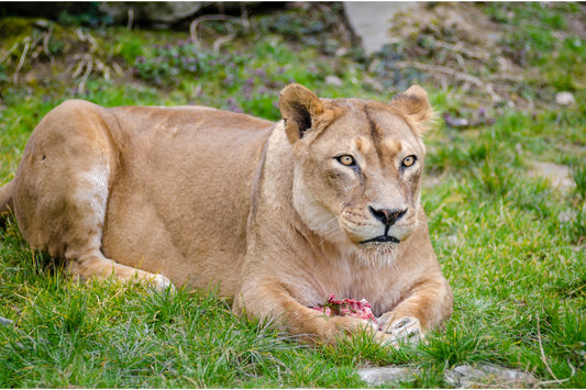 Lion Lioness Animal Wildlife Canvas Art Wall Picture Or Gloss Print