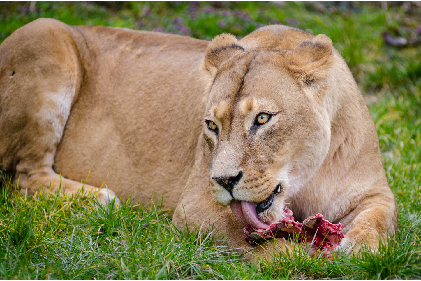 Lioness Lion Animal Wildlife Canvas Art Wall Picture Or Gloss Print