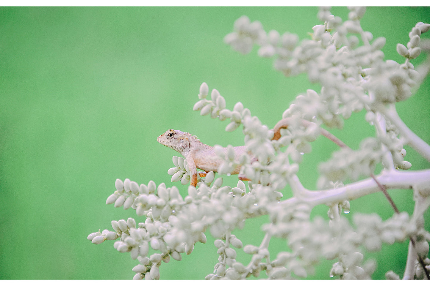 Lizard White Branch Green Reptile Canvas Art Wall Picture Or Gloss Print