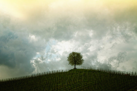 Lonely Green Tree Cloudy Sky Landscape Canvas Art Wall Picture Or Gloss Print